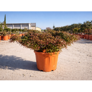 Javor dlaňolistý (Acer palmatum) ´LITTLE PRINCESS´ - výška 50-60 cm, ⌀ 80-90 cm, kont. C25L